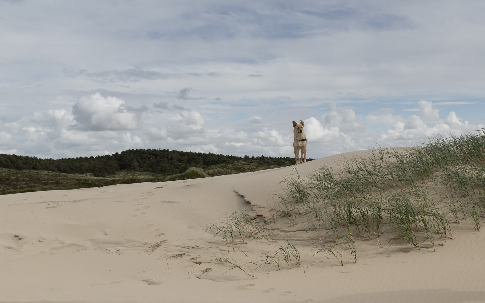 Sommerhusferie med hund - familiens bedste ven